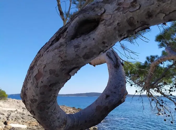 Lino * イバン・ドーラッツ